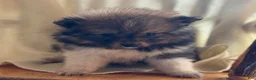 Pomeranian dogs for sale: Keisha - Ad 4