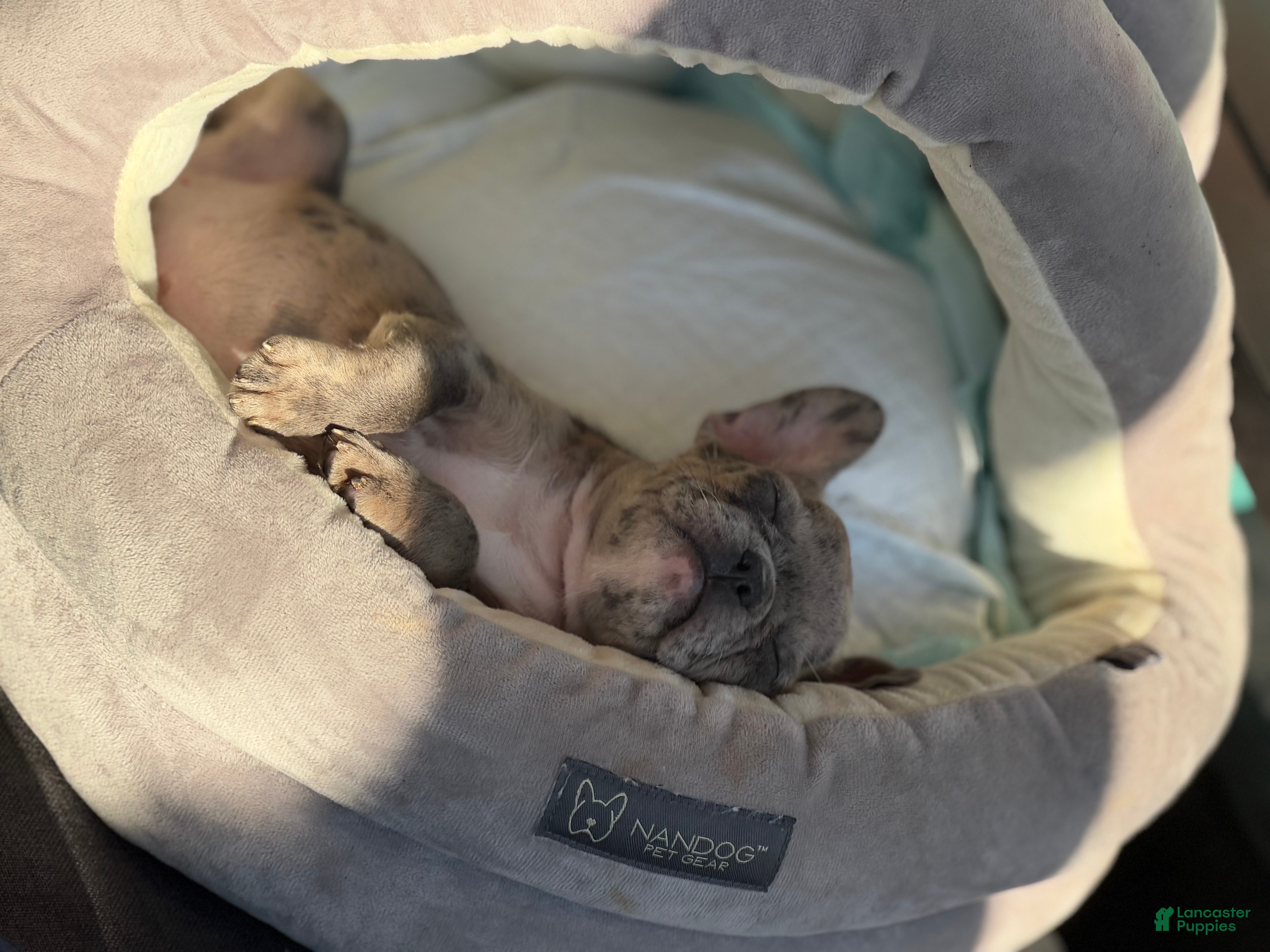French Bulldog dogs for sale: Riley - Ad 2
