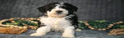 Mini Bernedoodle dogs for sale: Daya - Ad 1