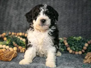 Mini Bernedoodle dogs for sale: Daya - Ad 1