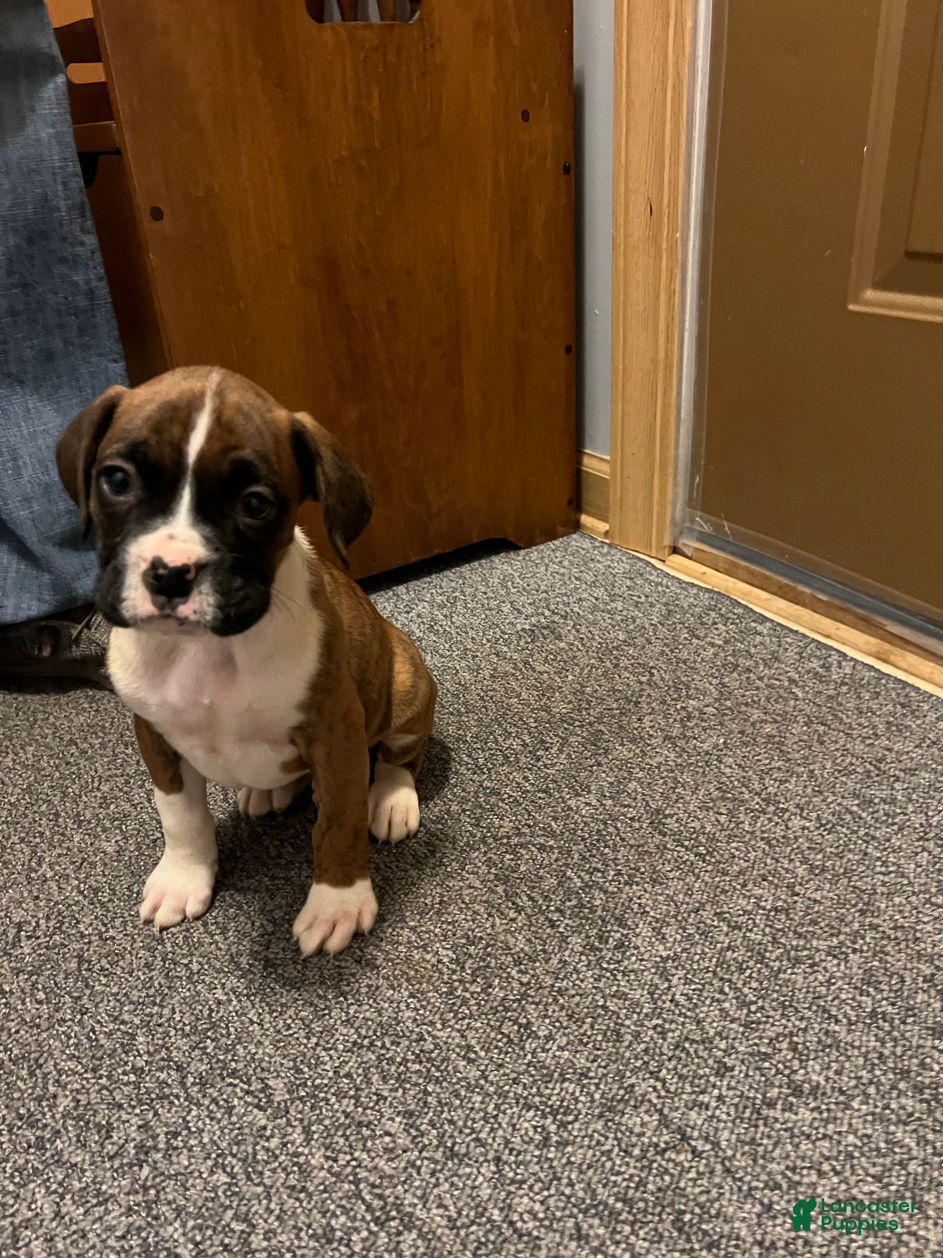 Boxer dogs Boxer Puppy 1 - Ad 42