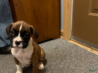 Boxer dogs Boxer Puppy 1 - Ad 42