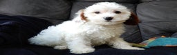 Cavapoo dogs for sale: Snowball - Ad 4