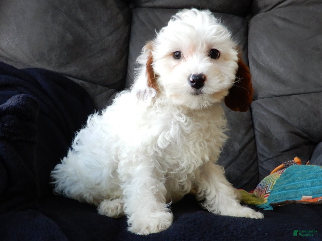 Cavapoo dogs for sale: Snowball - Ad 4