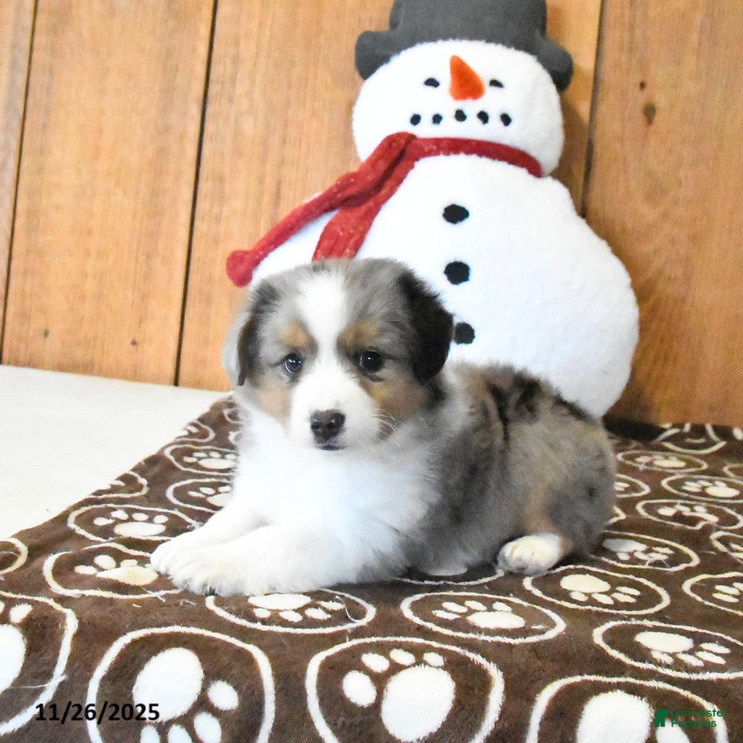 Miniature Australian Shepherd dogs for sale: Vixen - Ad 3
