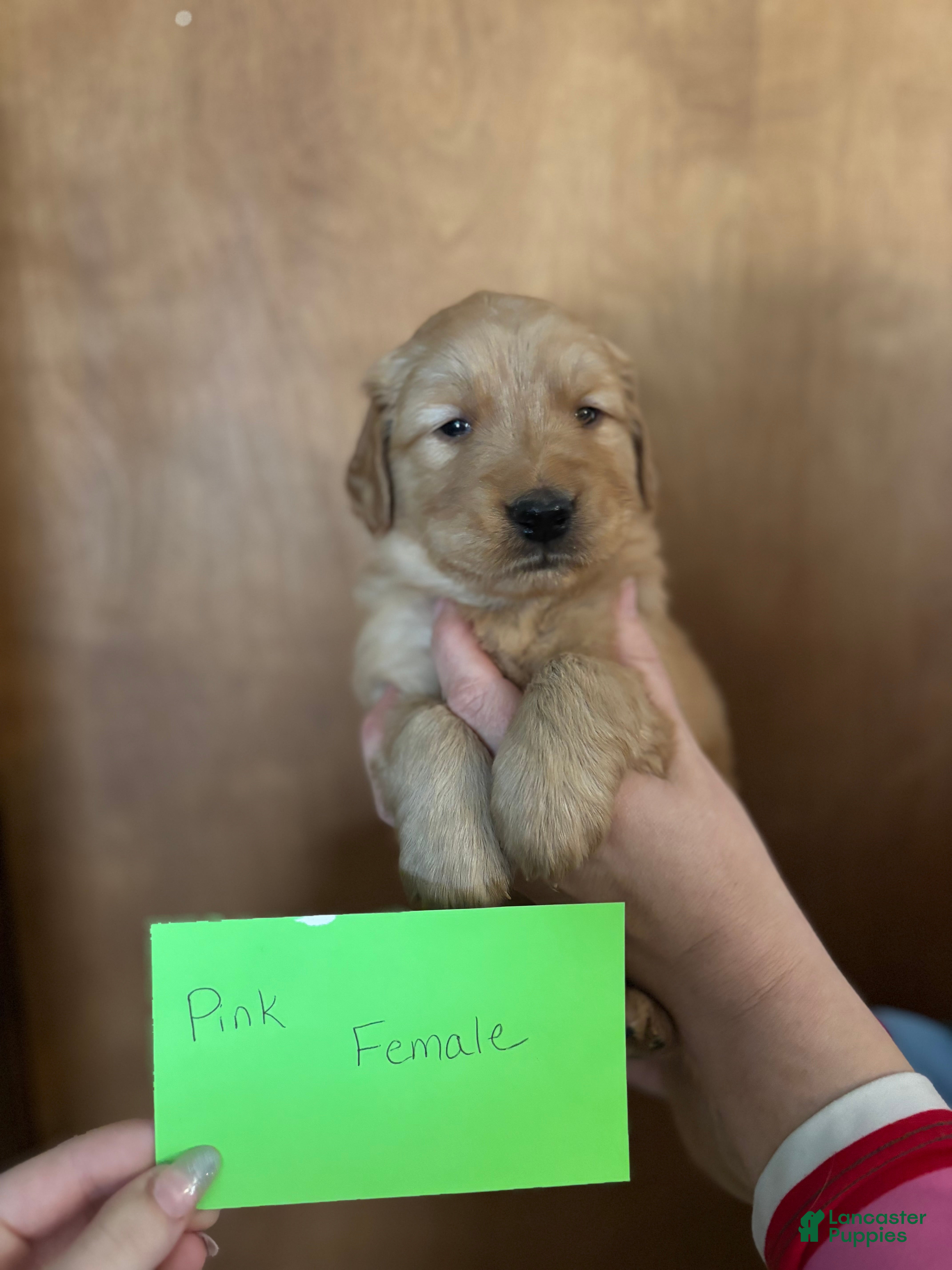 Golden Retriever dogs Pink Female - Ad 7