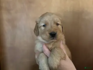 Golden Retriever dogs Pink Female - Ad 42