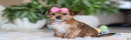 Morkie dogs for sale: Karis - Ad 4