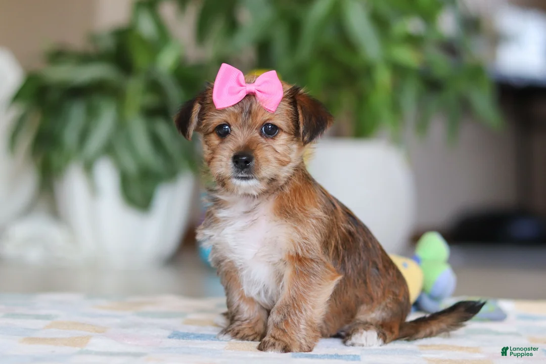 Morkie dogs for sale: Karis - Ad 4