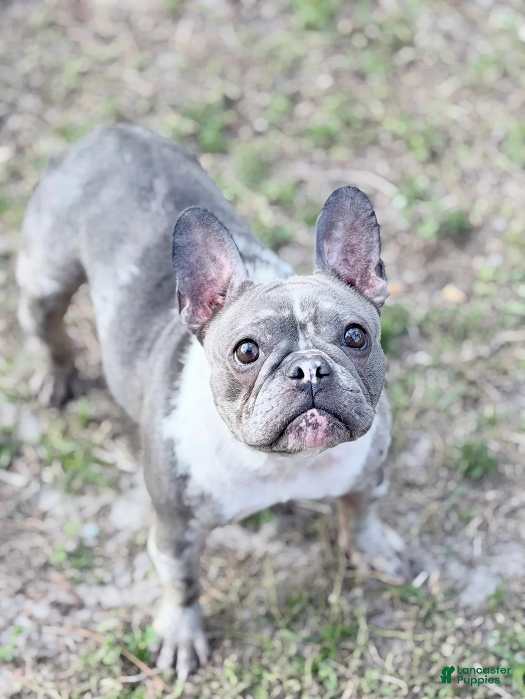 French Bulldog dogs for sale: Stormy - Ad 1