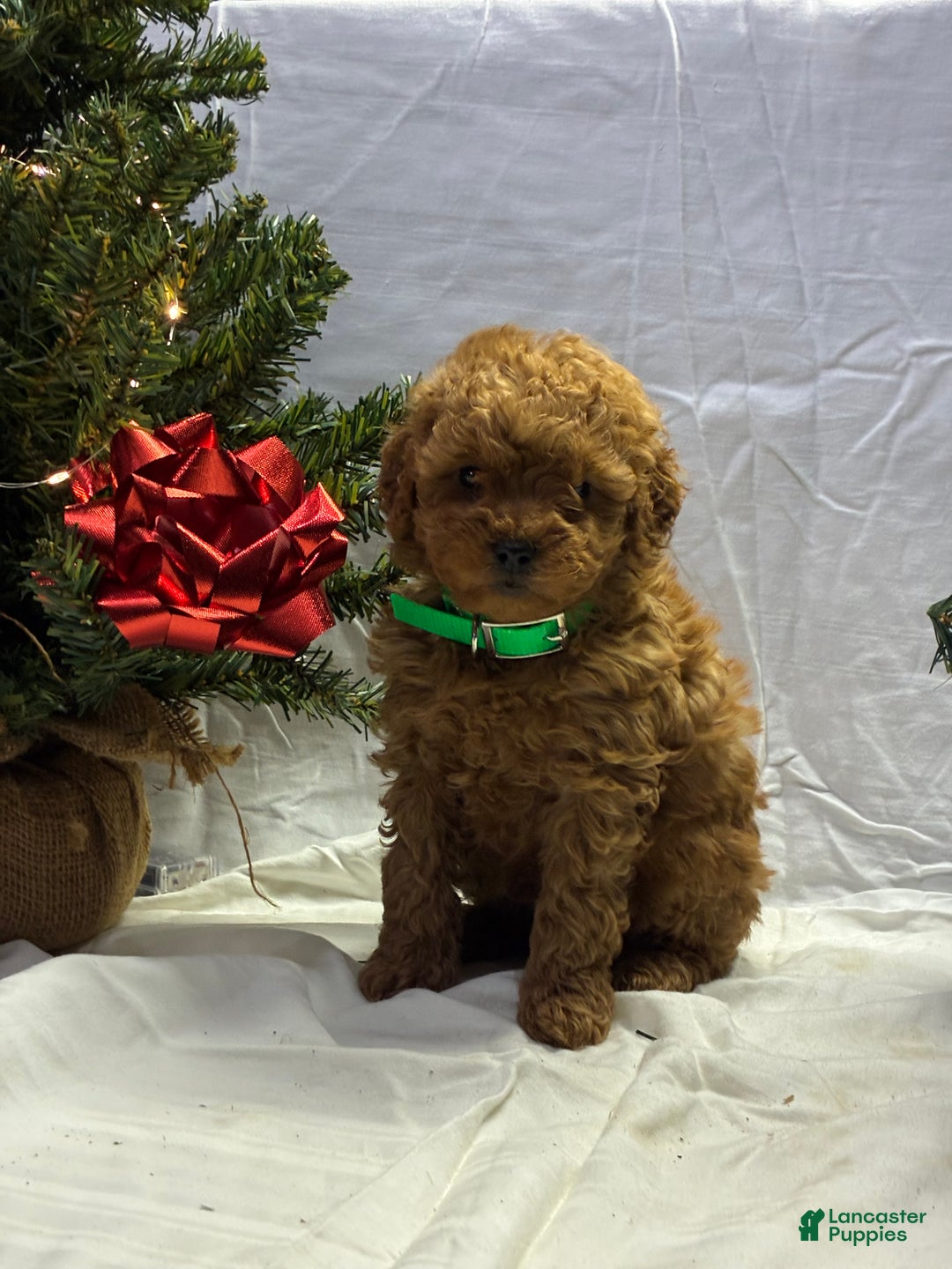 Mini Goldendoodle dogs for sale: Dasher - Ad 2