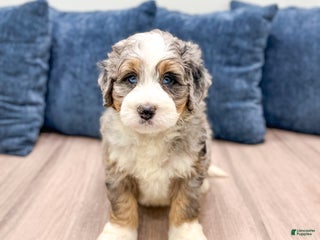 Mini Bernedoodle dogs Brody - Ad 11