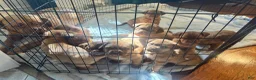 Dogue De Bordeaux dogs for sale: Dogue De Bordeaux Puppy 5 - Ad 20