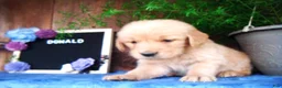 Golden Retriever dogs for sale: Donald - Ad 3