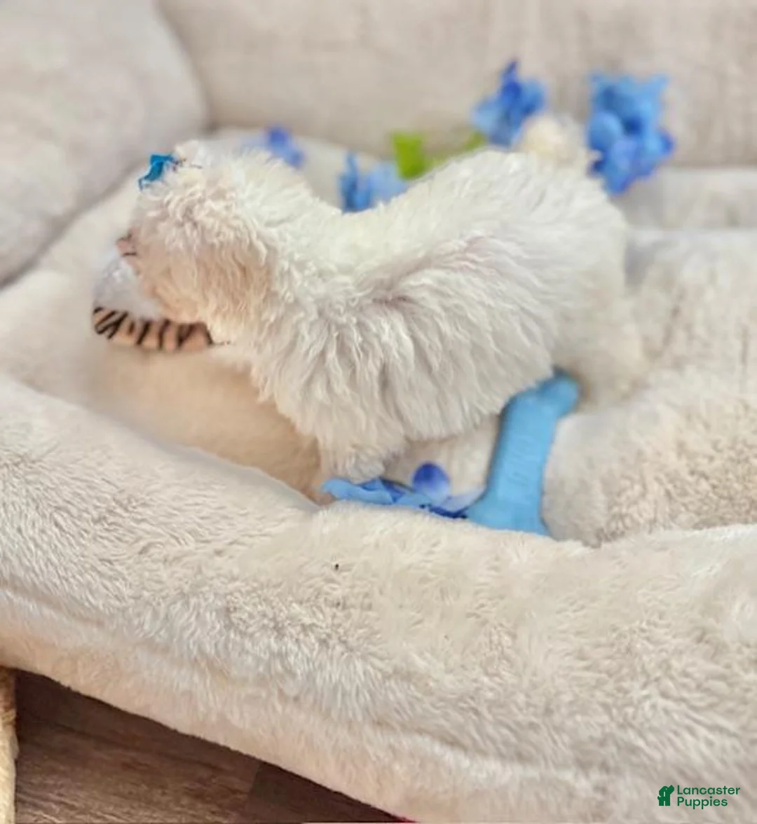 Toy Poodle dogs for sale: Toy Poodle Puppy 2 - Ad 3