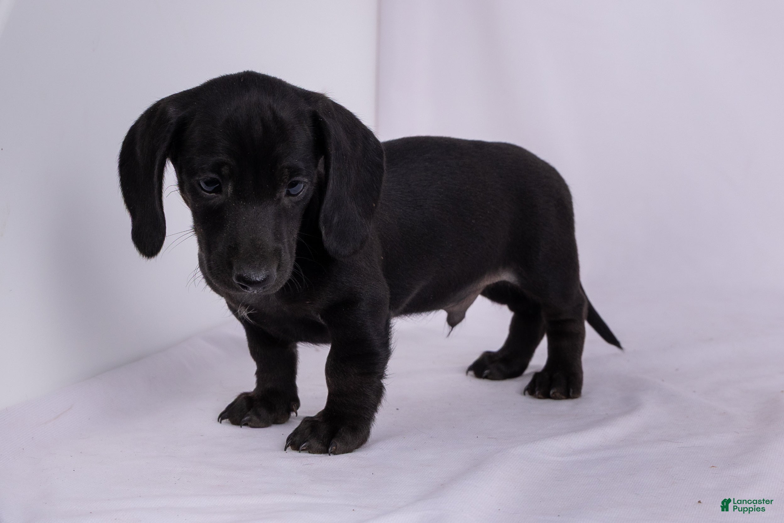 Miniature Dachshund dogs Pepper - Ad 1