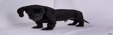 Pepper