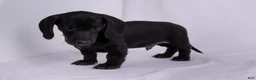Miniature Dachshund dogs for sale: Pepper - Ad 1