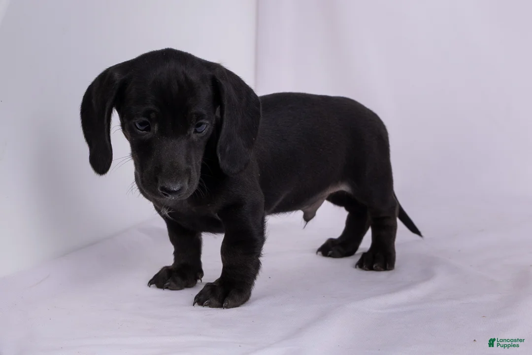 Miniature Dachshund dogs for sale: Pepper - Ad 1
