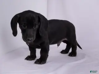Miniature Dachshund dogs for sale: Pepper - Ad 3