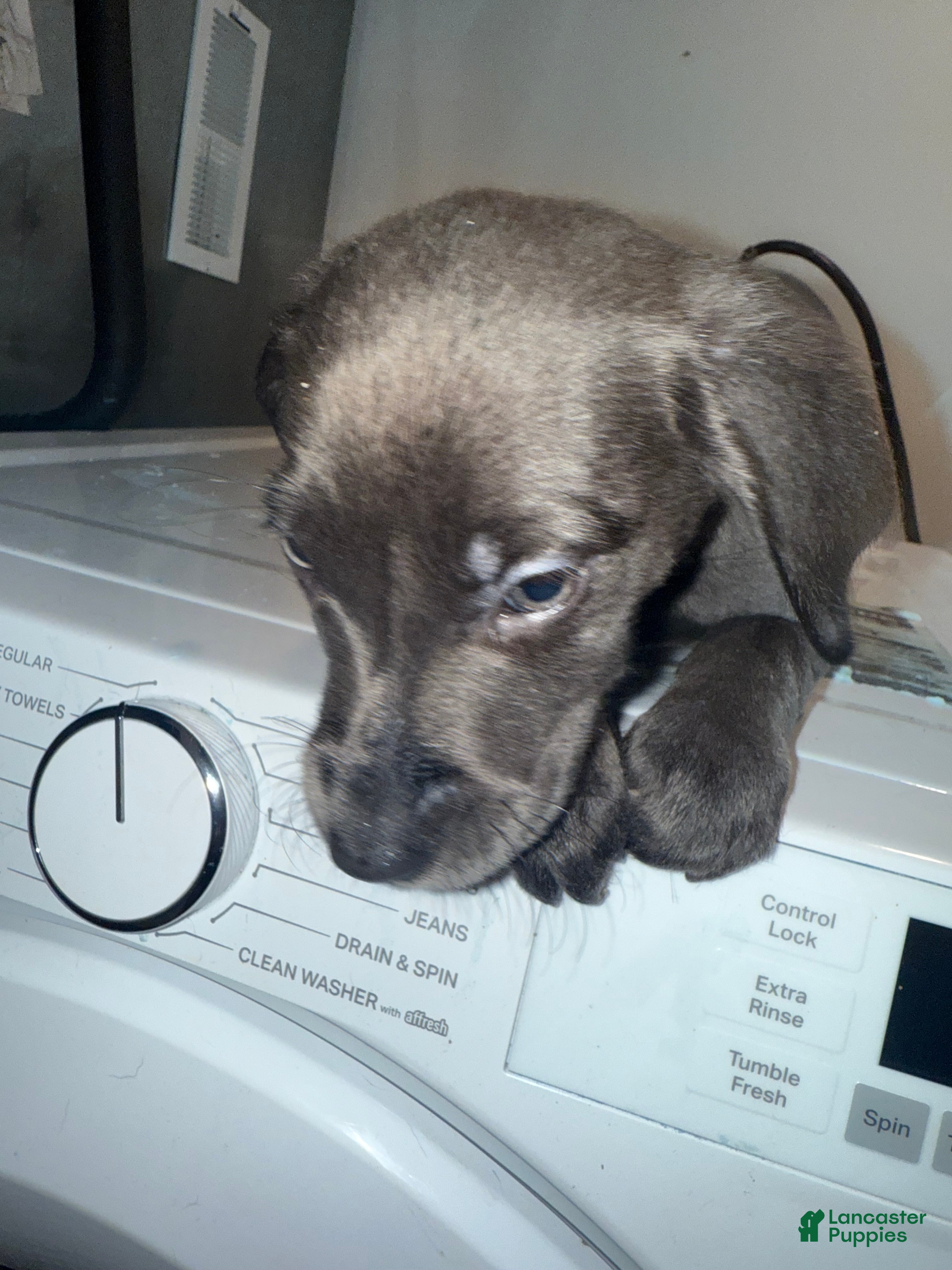 Mixed Breed dogs Mixed Breed Puppy 3 - Ad 13