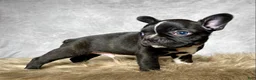 Mixed Breed dogs for sale: Mr. Theo - Ad 4
