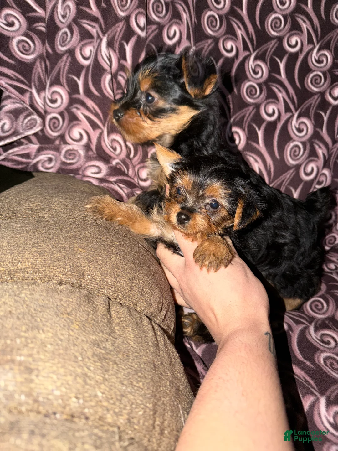 Yorkshire Terrier dogs for sale: Female Yorkie 5lbs full grown  - Ad 1
