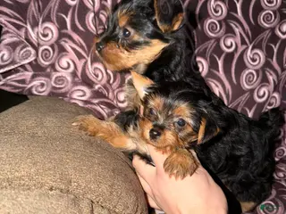 Yorkshire Terrier dogs Female Yorkie 5lbs full grown - Ad 27