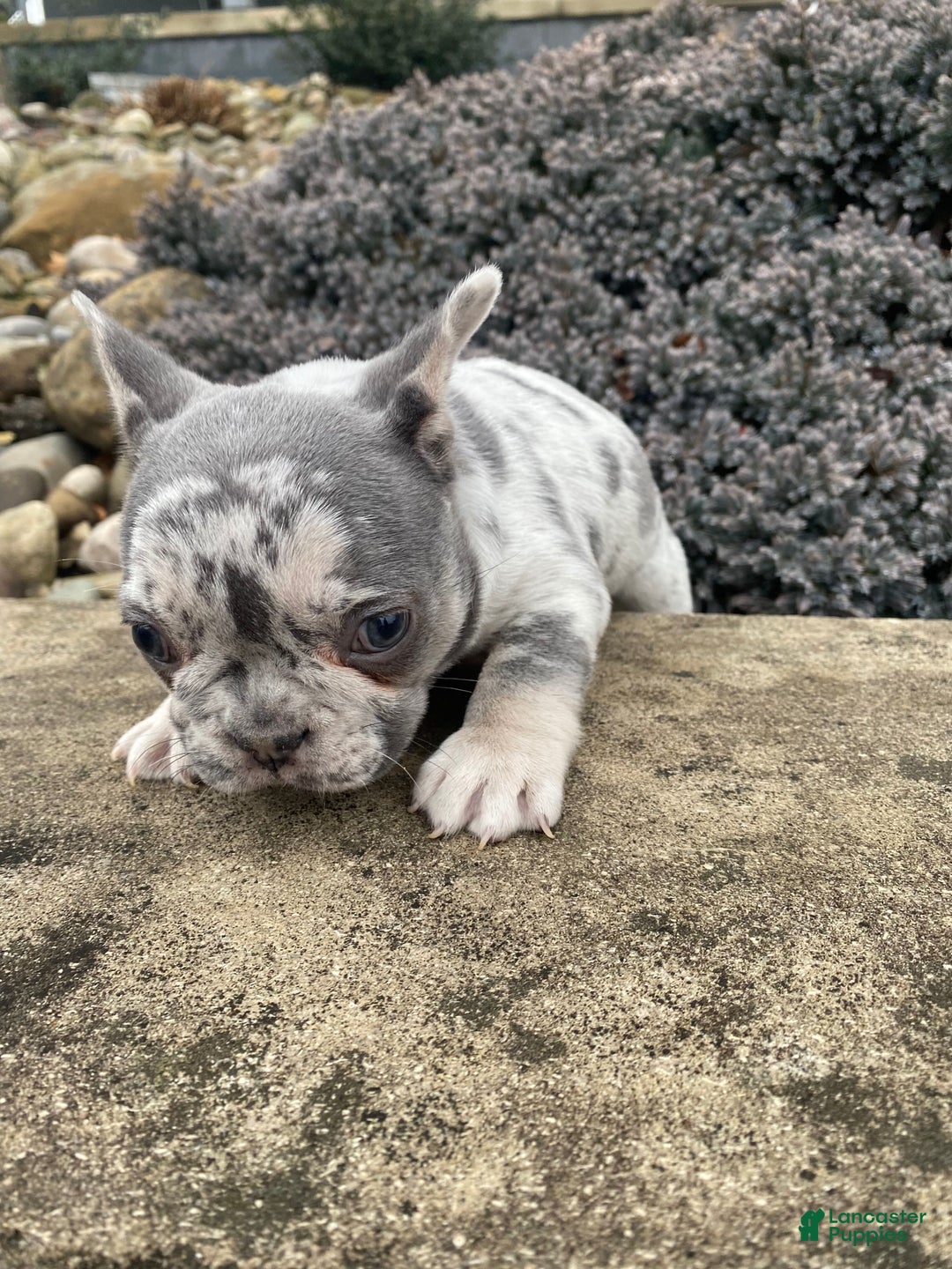French Bulldog dogs for sale: Sammy - Ad 7