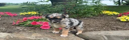 Mixed Breed dogs for sale: Rocy - Ad 3