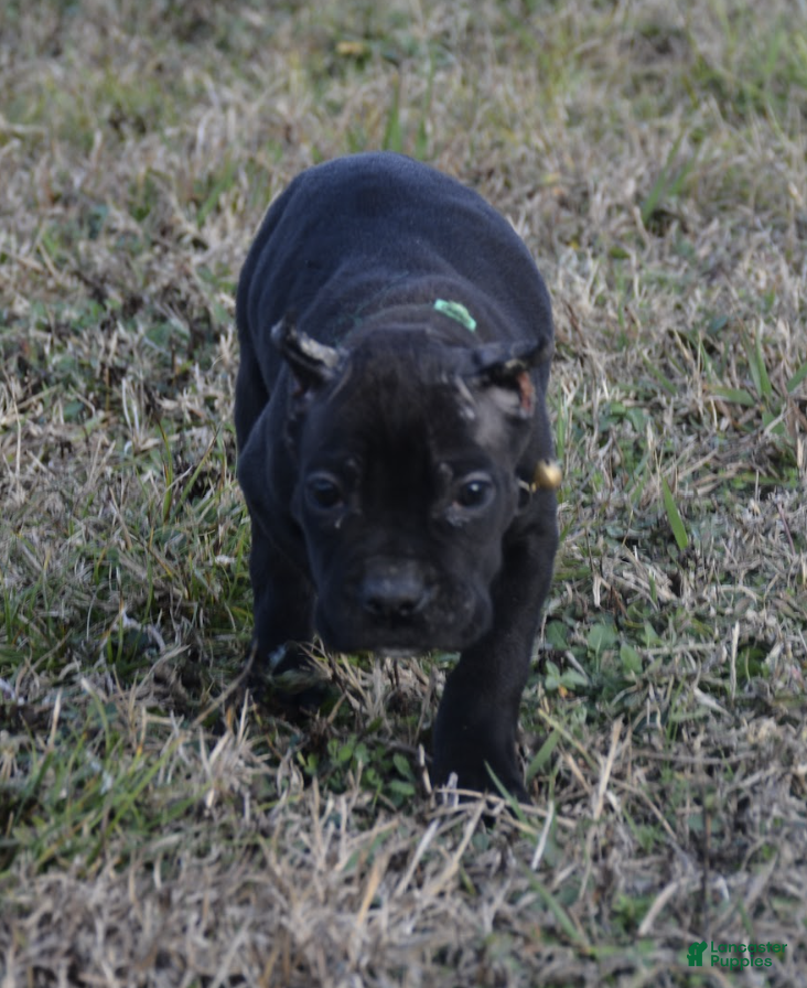 Cane Corso dogs Cane Corso Puppy 3 - Ad 3
