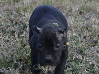 Cane Corso dogs Cane Corso Puppy 3 - Ad 2