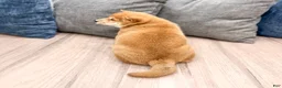 Shiba Inu dogs for sale: Charmer - Ad 5