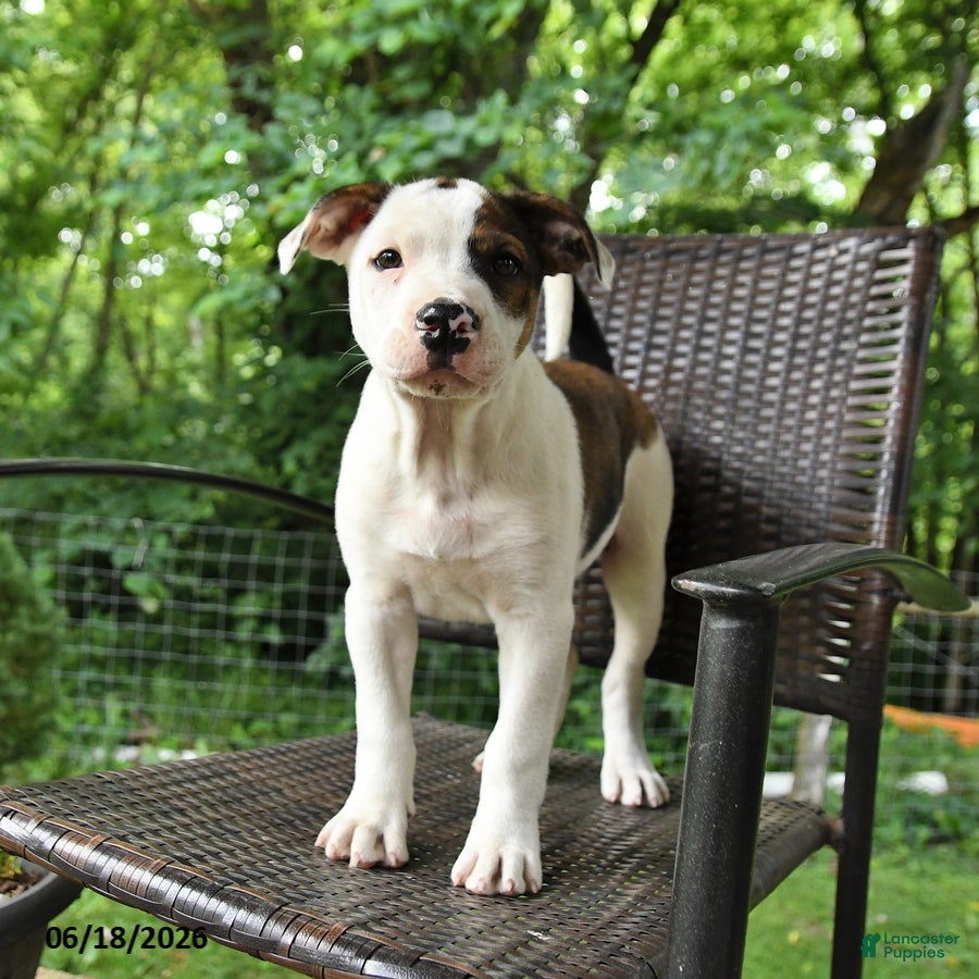 Mixed Breed dogs Jefferson - Ad 1