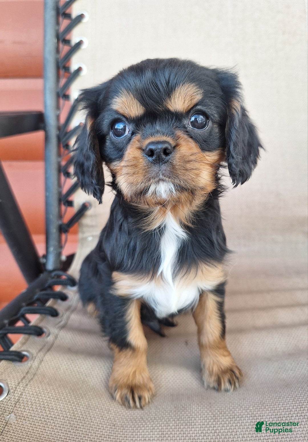 Cavalier King Charles Spaniel dogs for sale: Arlo - Ad 3