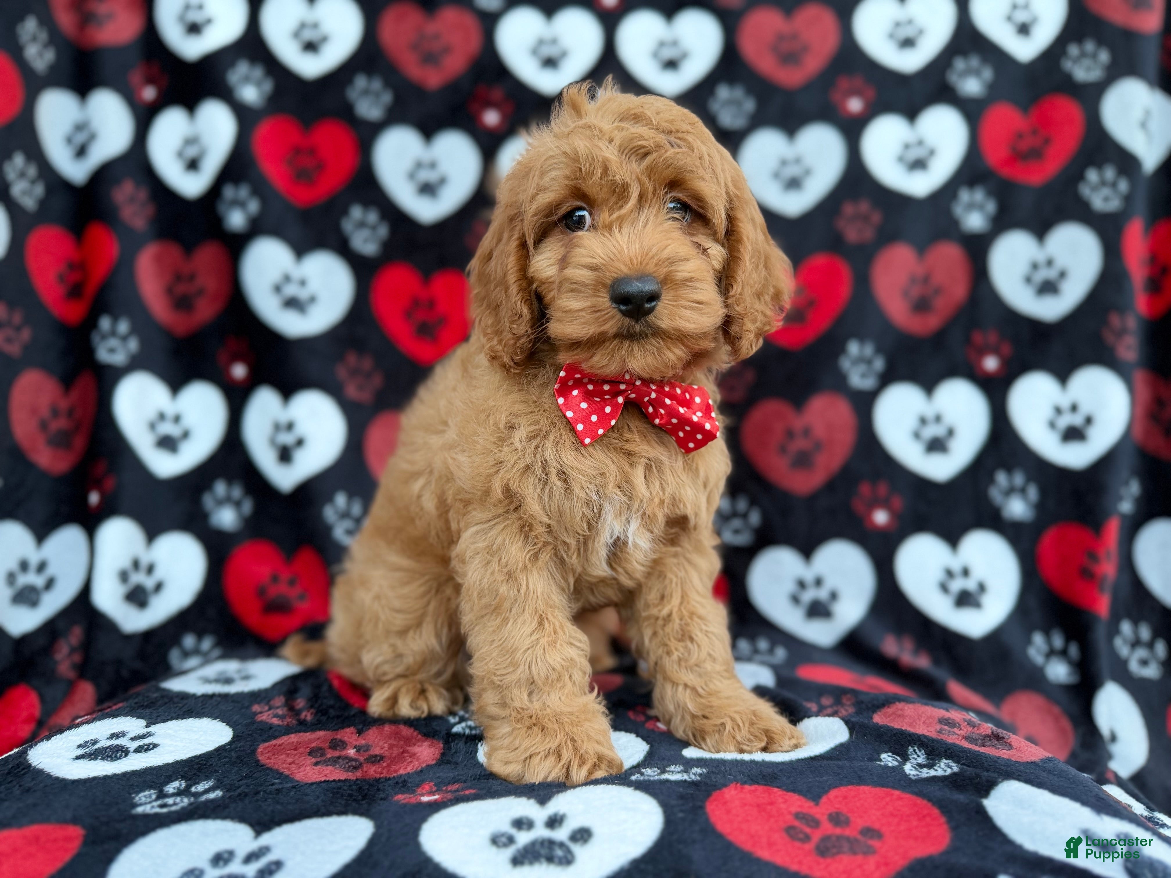 Cockapoo dogs Knox - Ad 8