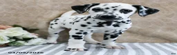 Dalmatian dogs for sale: Hattie - Ad 3