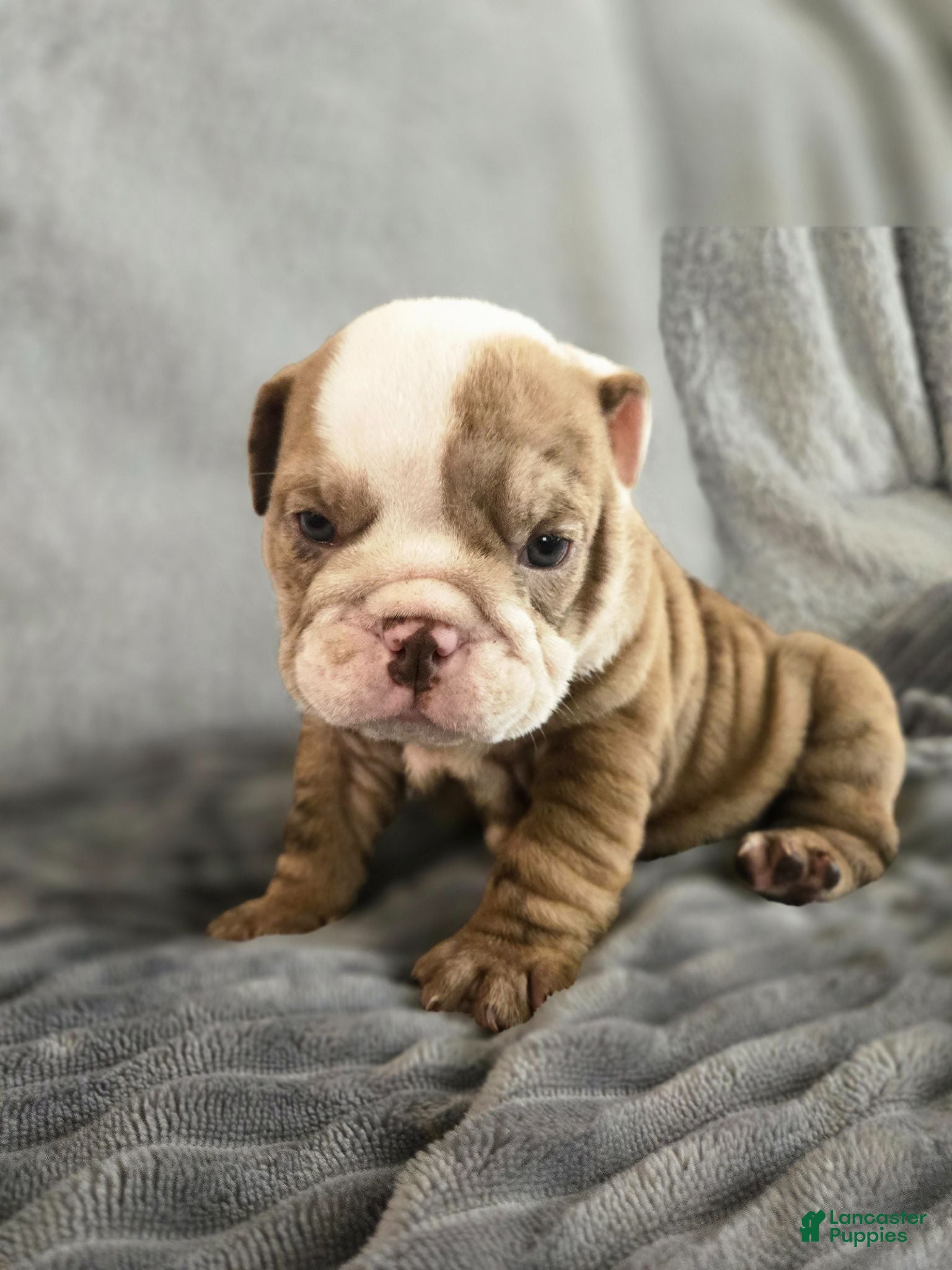 English Bulldog dogs Bella - Ad 1