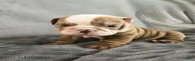 Bella