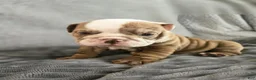 English Bulldog dogs for sale: Bella - Ad 1