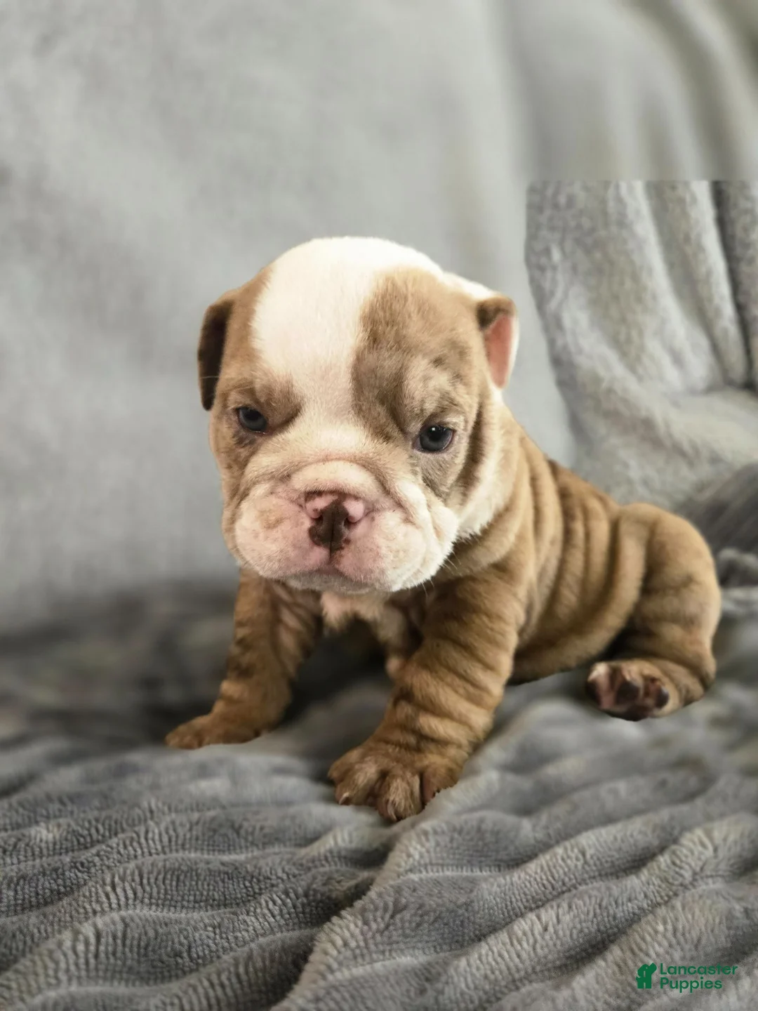 English Bulldog dogs for sale: Bella - Ad 1