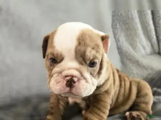 English Bulldog dogs for sale: Bella - Ad 4