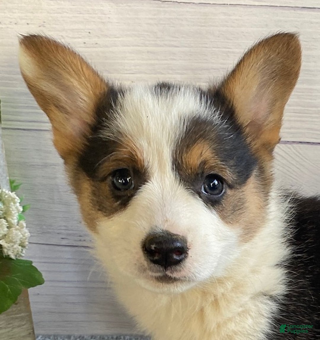 Welsh Corgi Pembroke dogs for sale: Penny - Ad 1