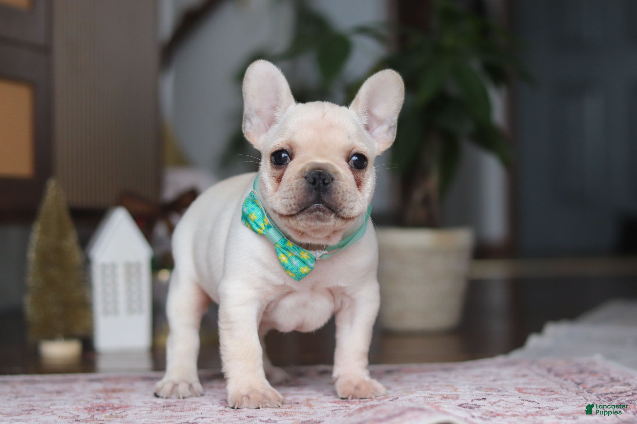 French Bulldog dogs Sawyer - Ad 25