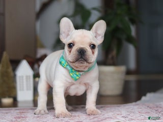 French Bulldog dogs Sawyer - Ad 24