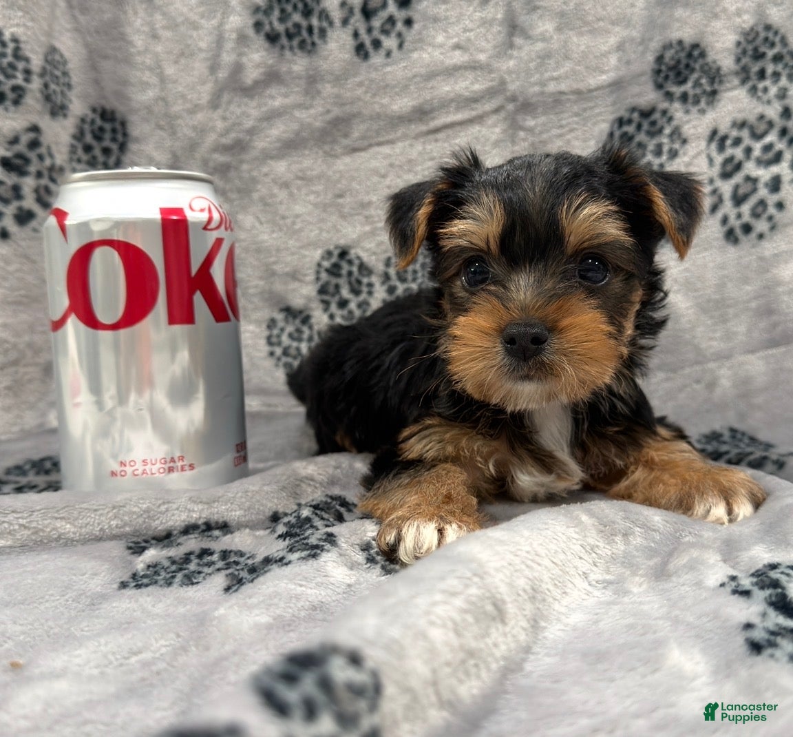 Yorkshire Terrier dogs Yorkshire Terrier 1 - Ad 1