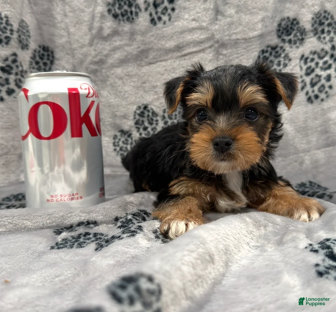Yorkshire Terrier dogs for sale: Yorkshire Terrier 1 - Ad 1