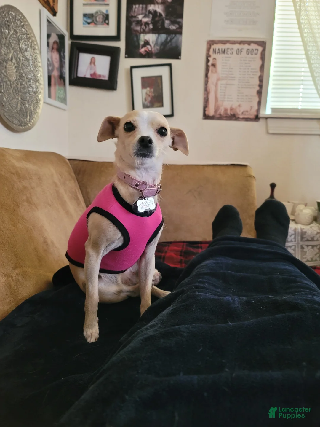 Mixed Breed dogs for sale: Stephen - Ad 22