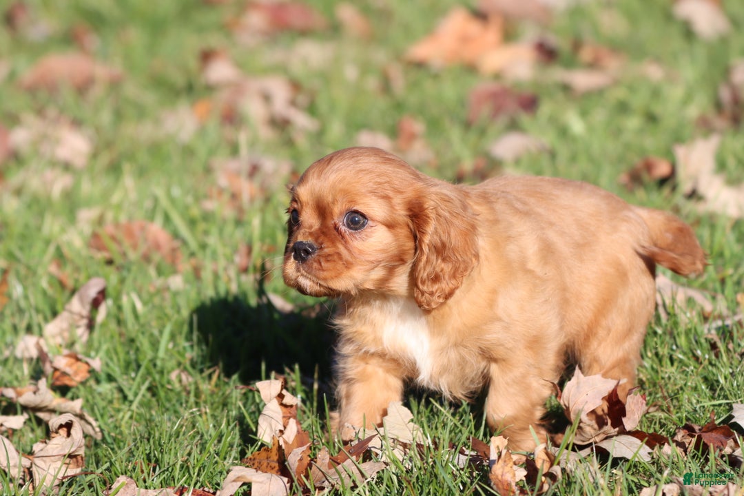 Cavalier King Charles Spaniel dogs for sale: Tommy - Ad 3