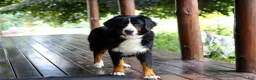 Bernese Mountain Dog dogs for sale: Suzie - Ad 17